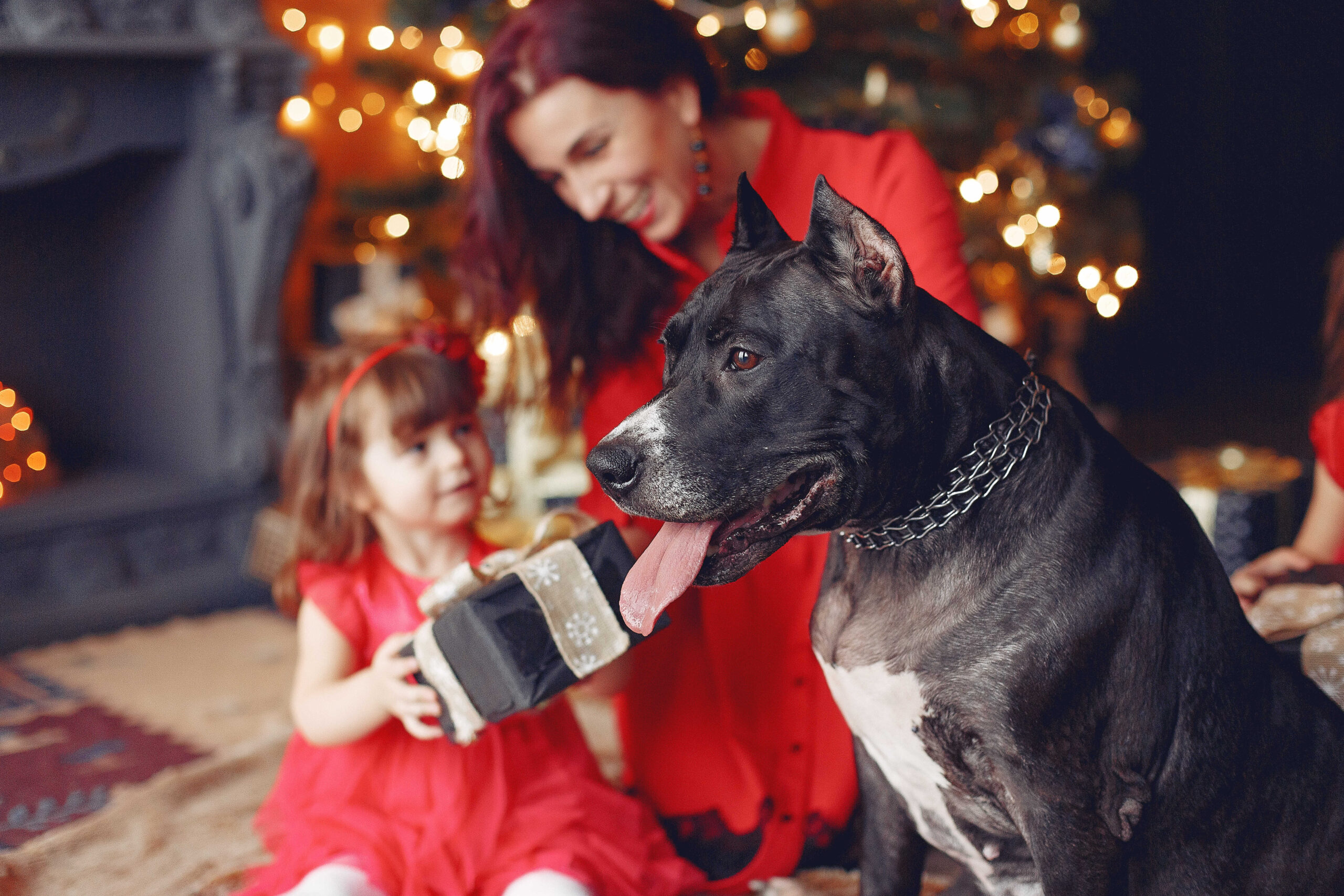 Geschenkideen mit Hunden - Tolle Zeit für Vierbeine!