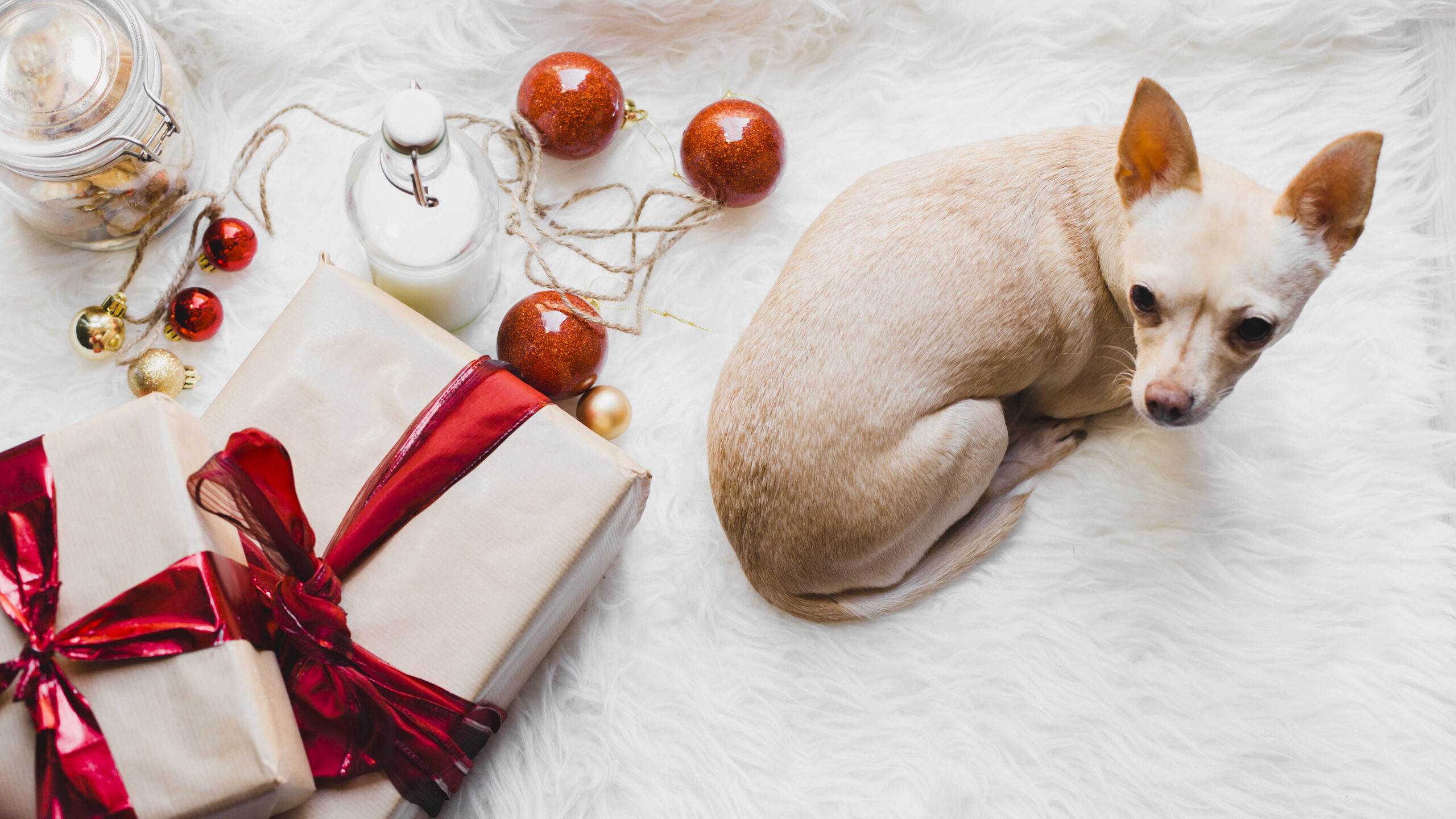 Geschenkideen mit den Hund zum Valentinstag - Beste Idee für Tierliebhaber!