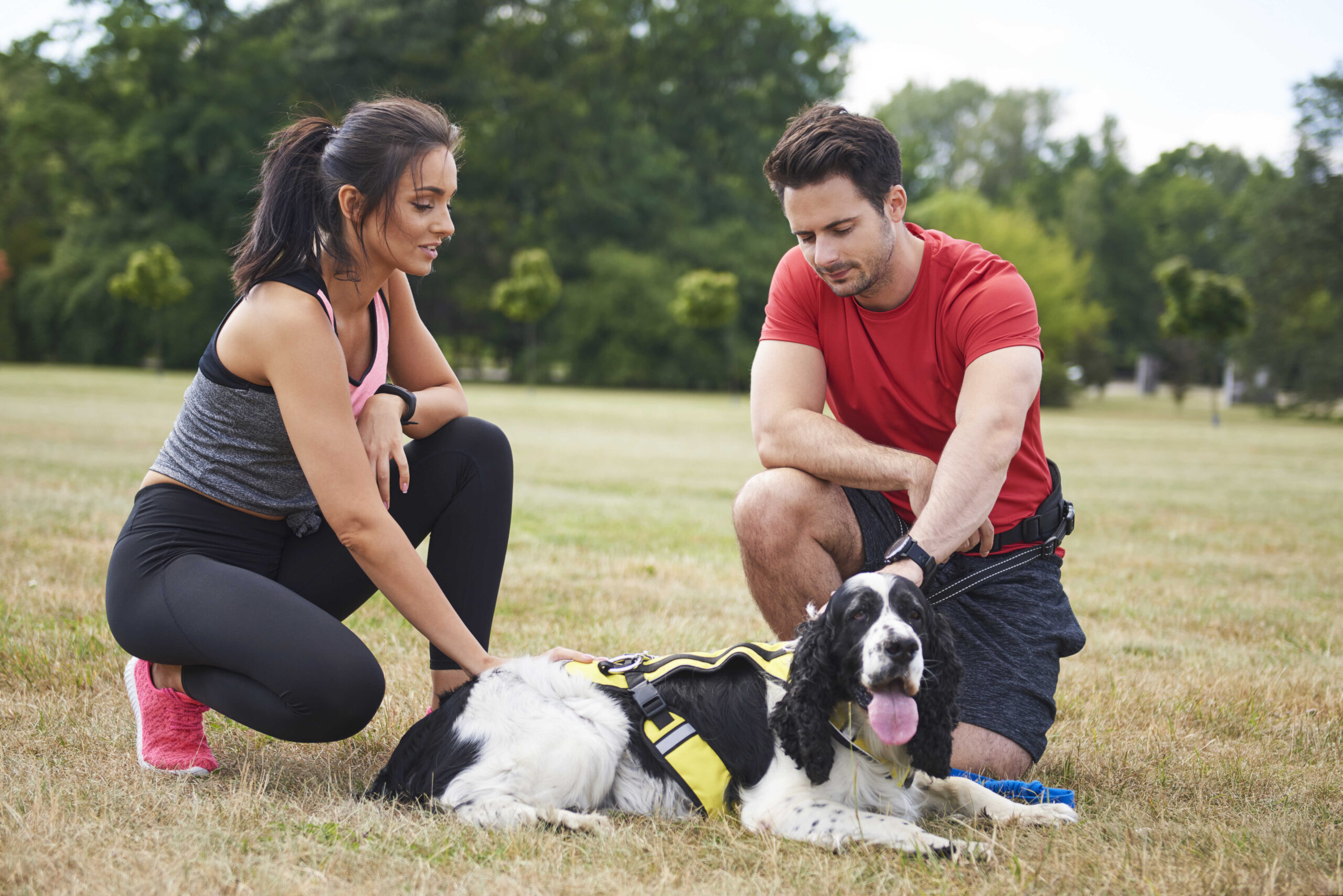 Gemeinsames Hundetraining