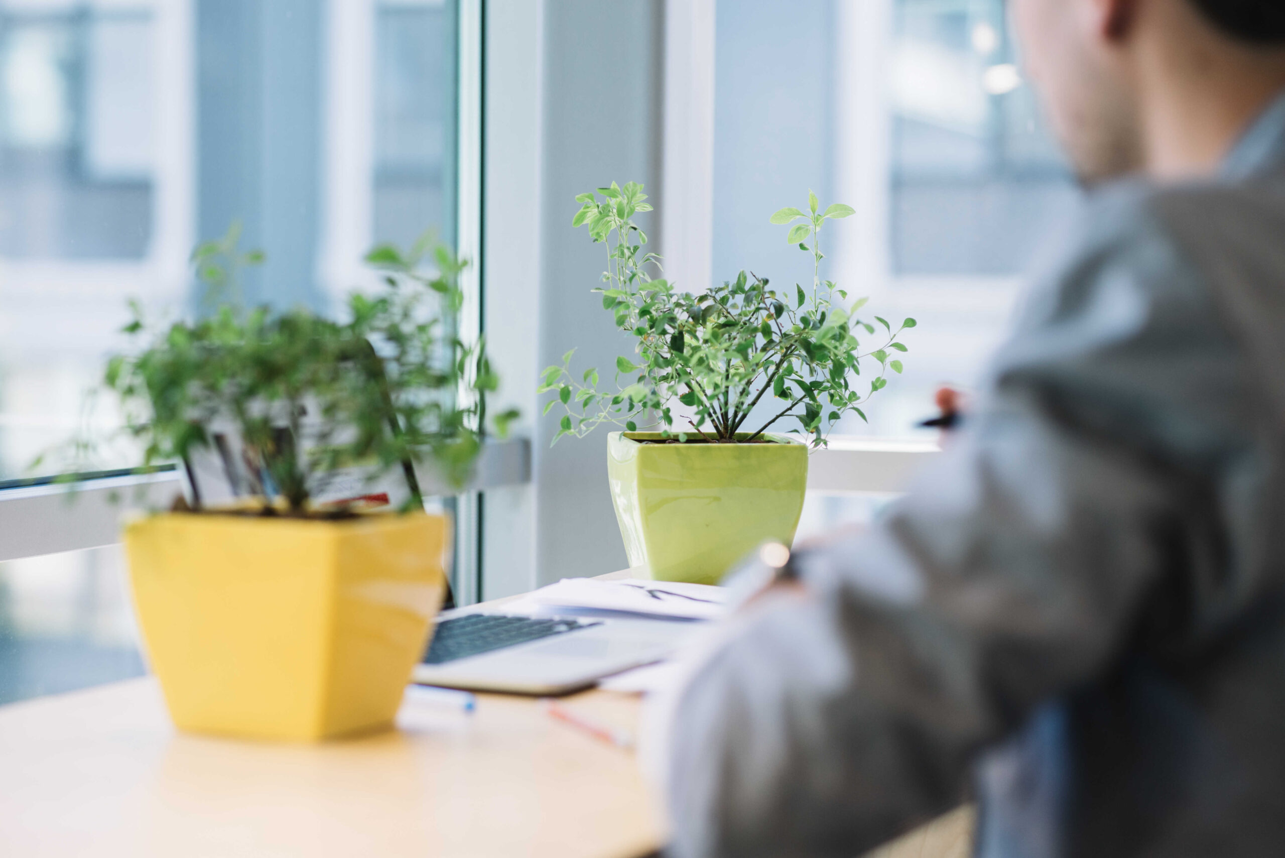 Pflanzenarrangement für den Arbeitsplatz