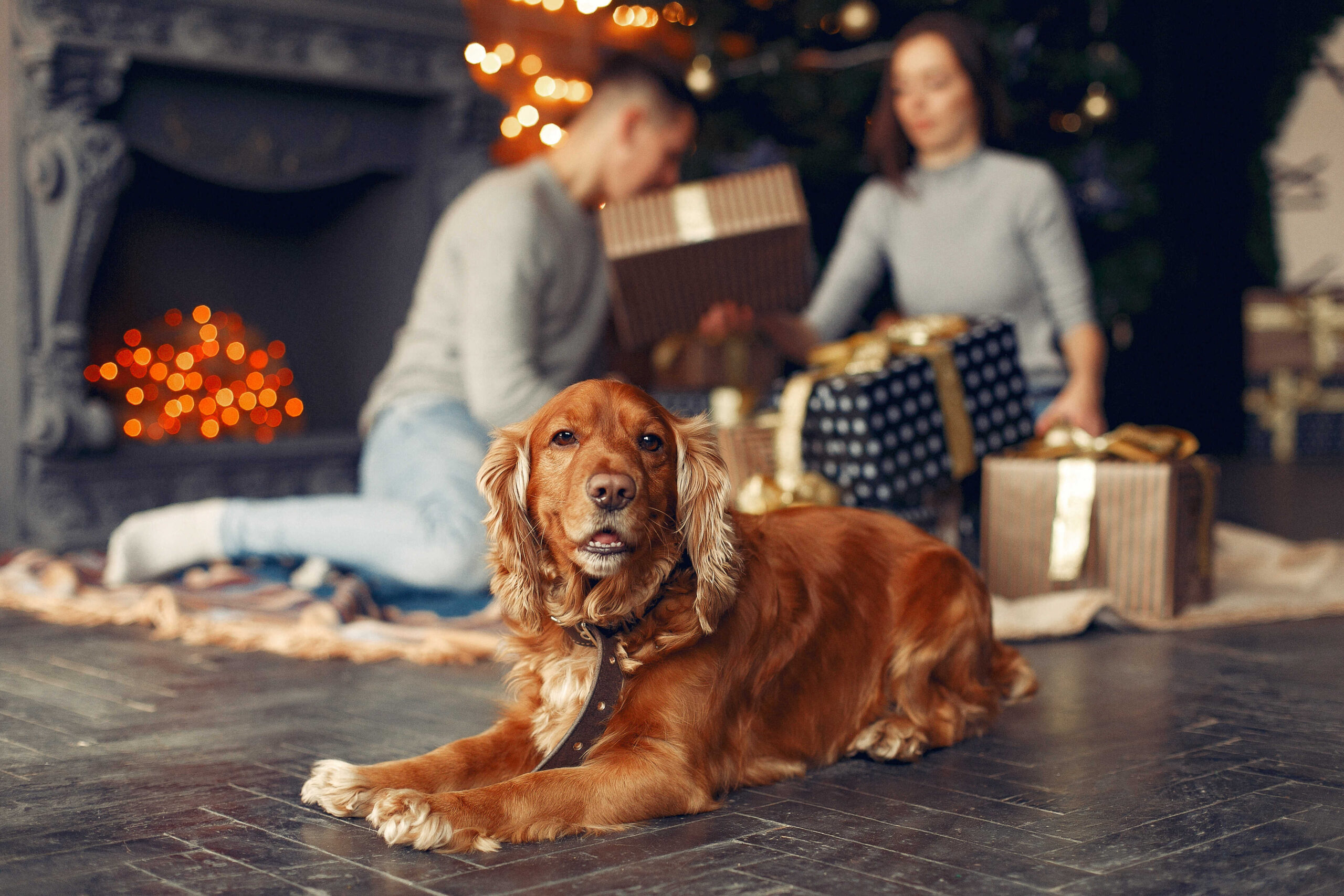 Hervorragende Geschenkideen für Pärchen mit Hund zum Geburtstag - So einfach!