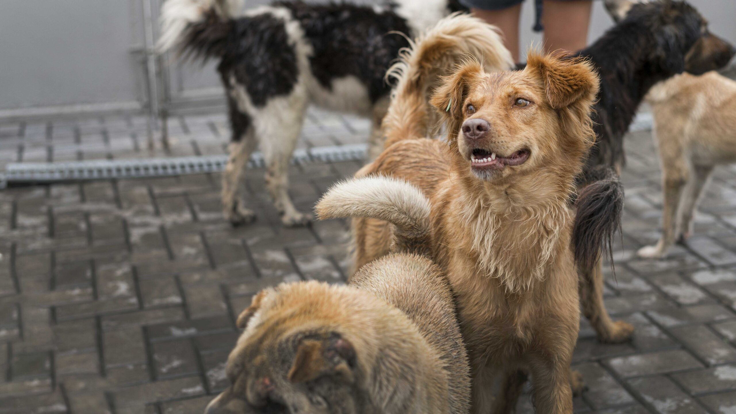 Individuelle Hundepension-Mitgliedschaft