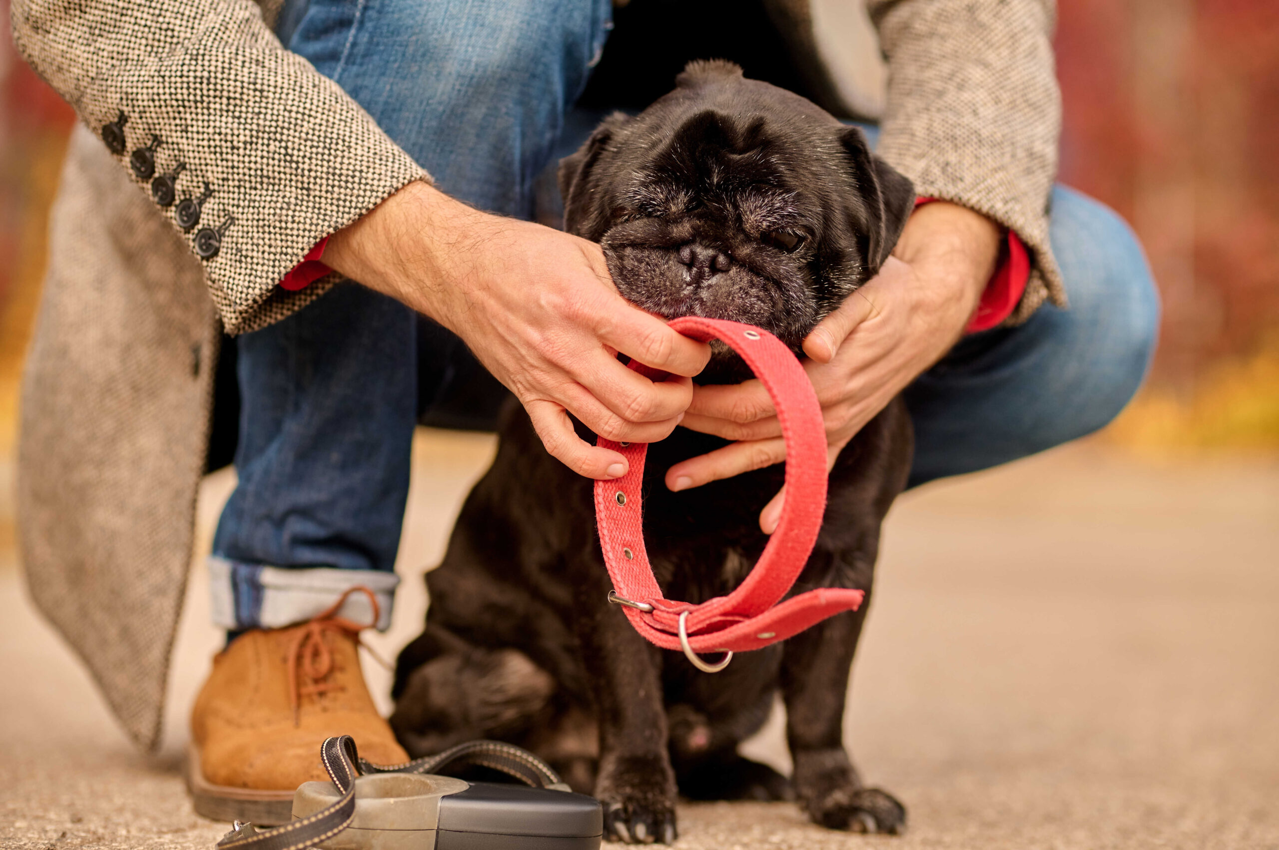 Festliches Hundezubehör - Tolle Geschenkidee!