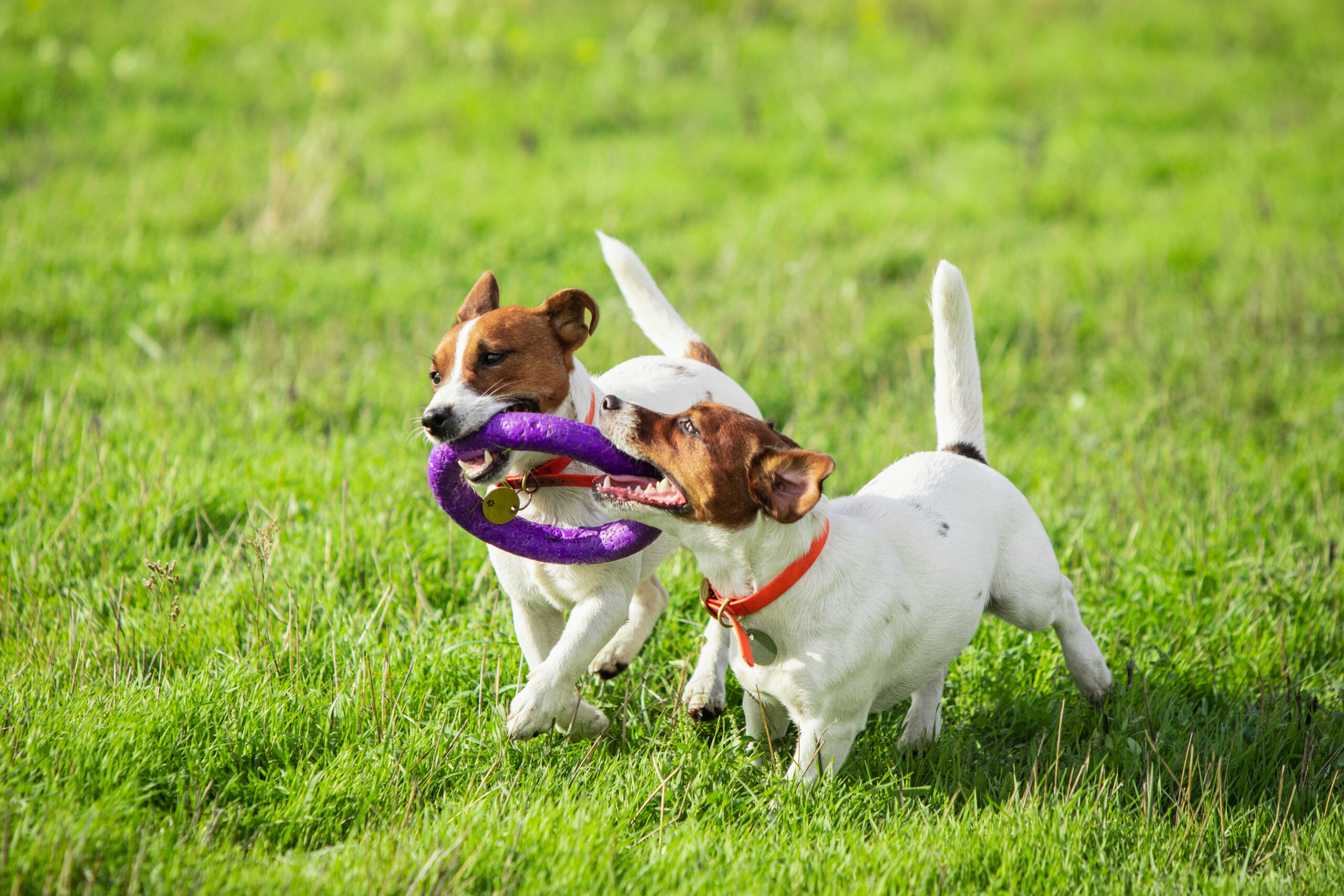 Spielzeug für Hund schenken!